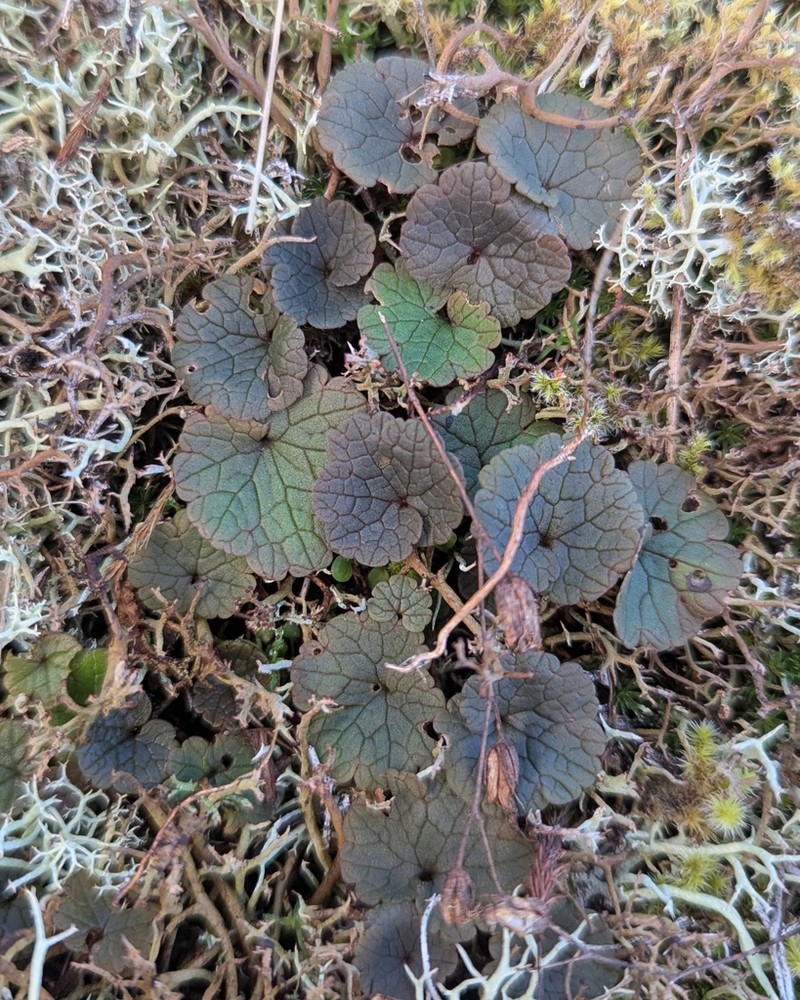 Ranunculus nigrescens photo 5