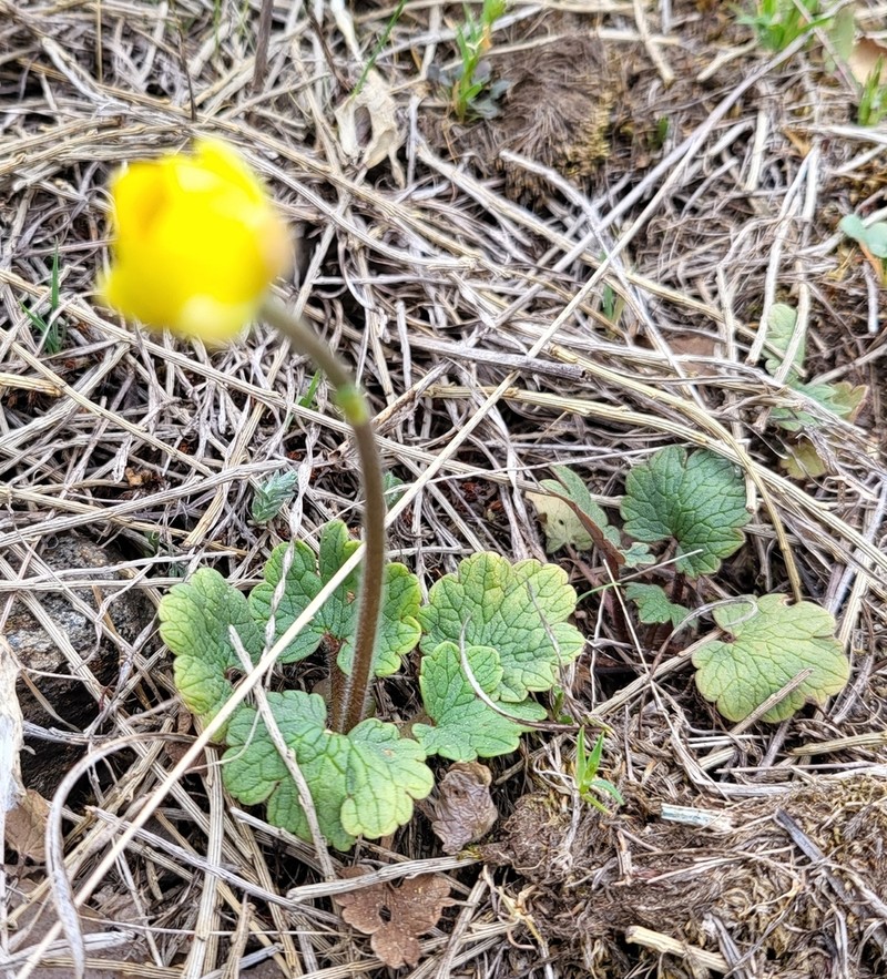 Ranunculus nigrescens photo 6