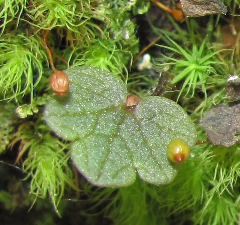 Ranunculus nigrescens photo 7