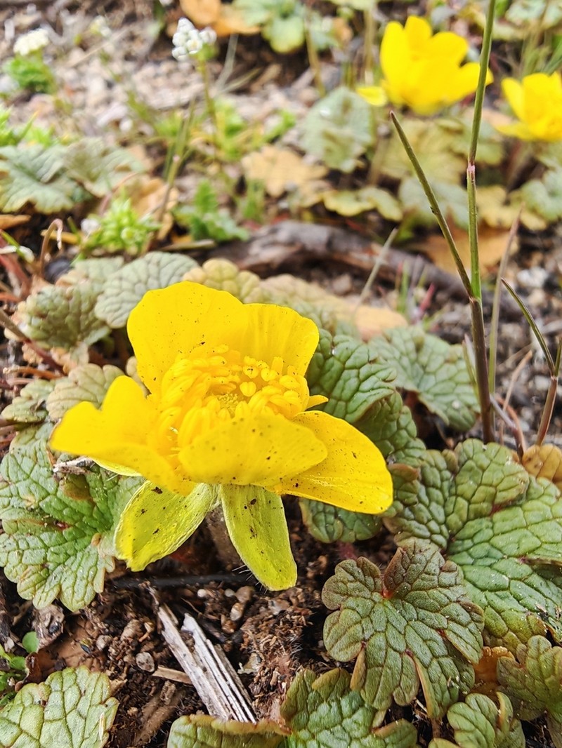 Ranunculus nigrescens photo 8