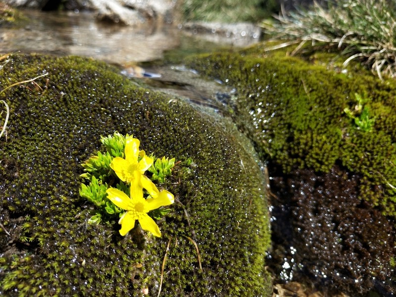 Ranunculus niphophilus photo 2
