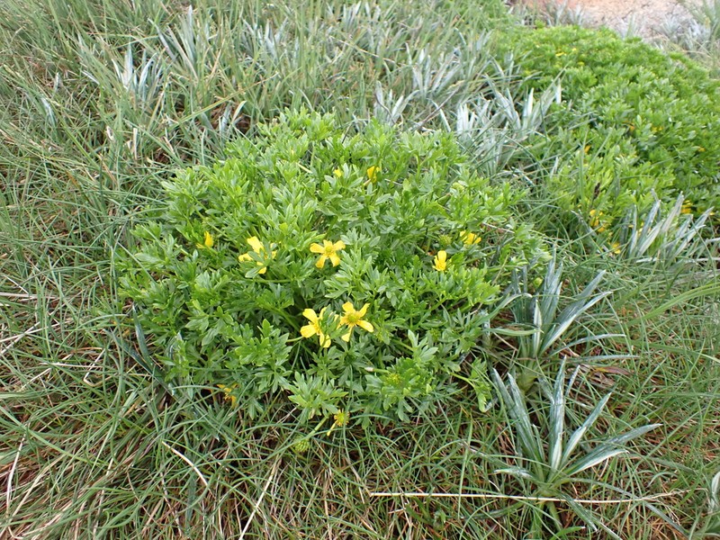 Ranunculus niphophilus photo 3