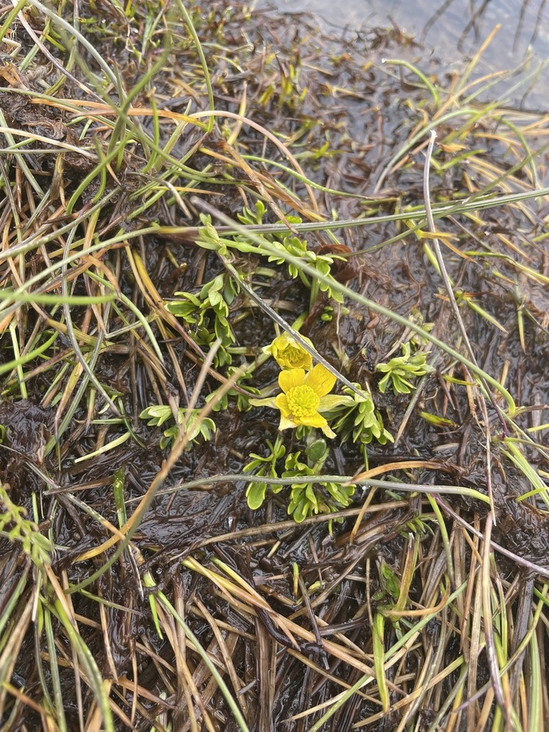 Ranunculus niphophilus photo 4