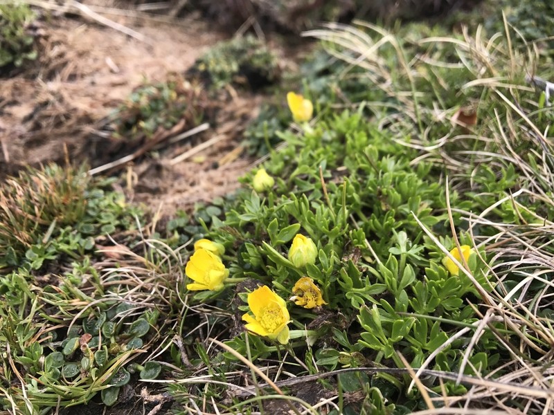 Ranunculus niphophilus photo 5