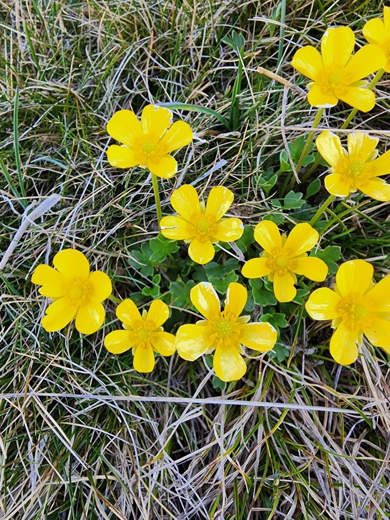 Ranunculus niphophilus photo 6
