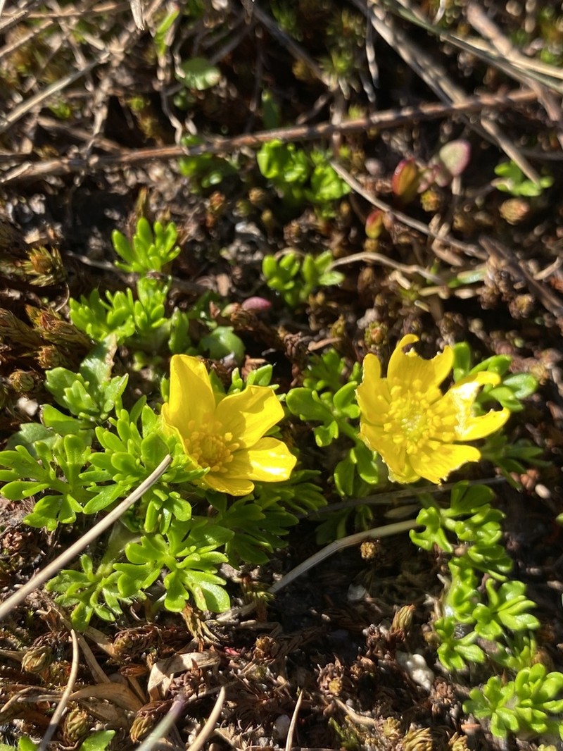 Ranunculus niphophilus photo 7