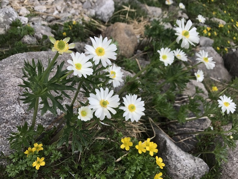 Ranunculus niphophilus photo 8