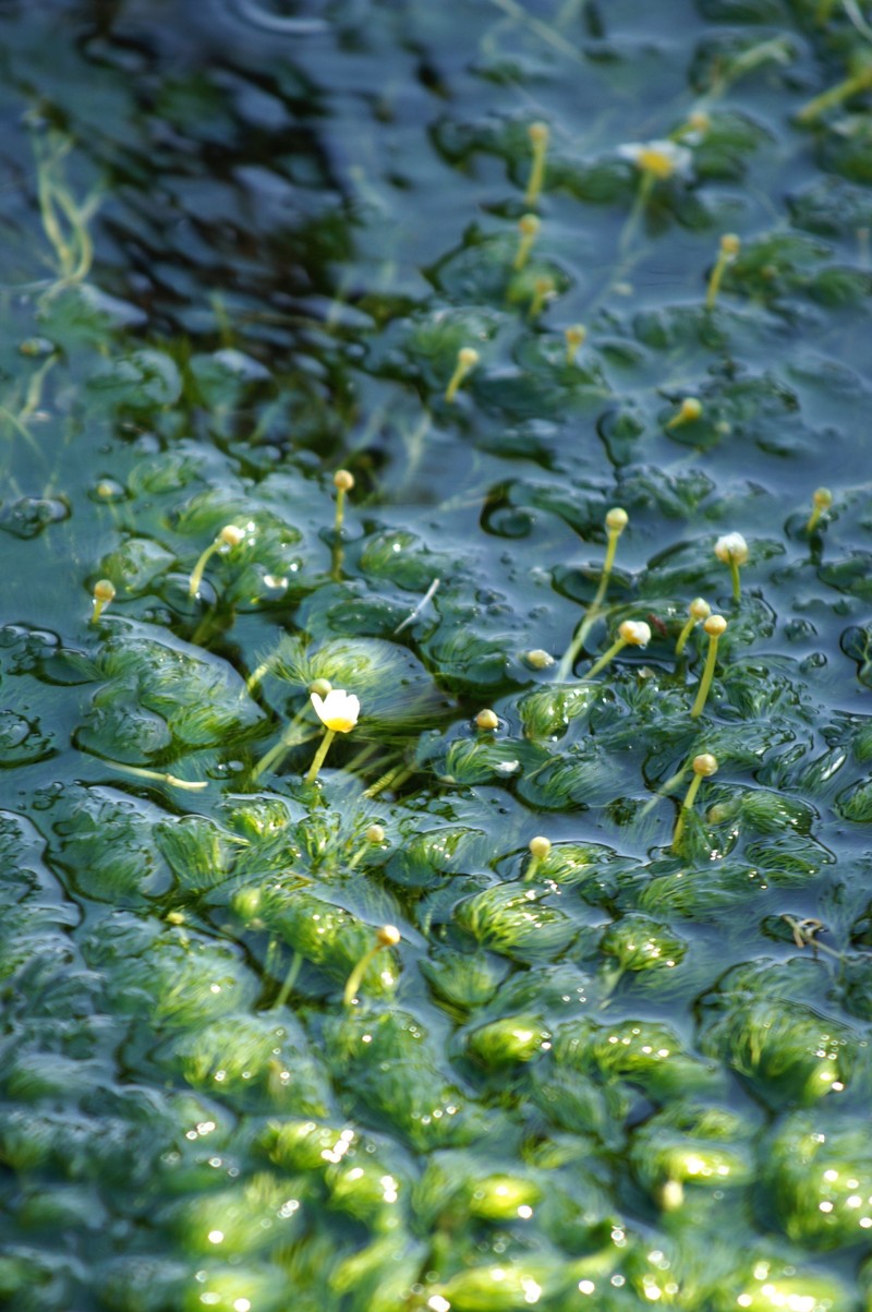 Ranunculus nipponicus