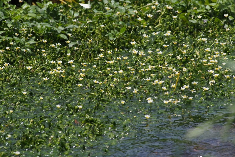 Ranunculus nipponicus photo 2