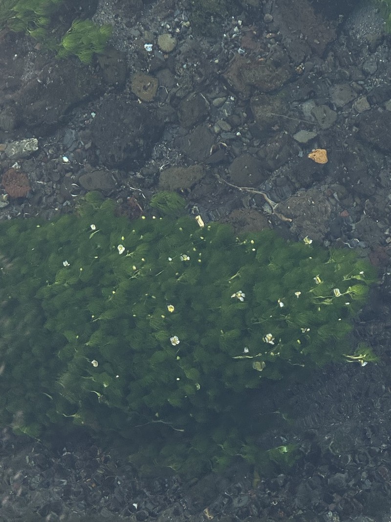 Ranunculus nipponicus photo 3