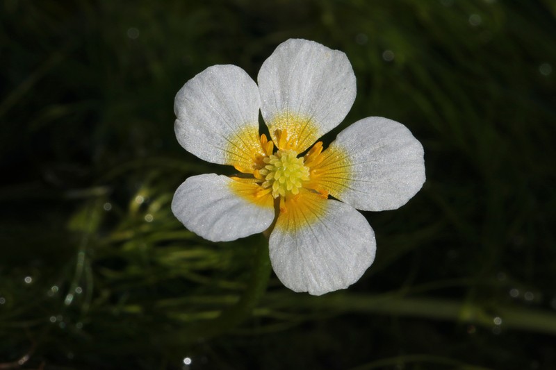 Ranunculus nipponicus photo 5