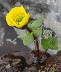 Snow Buttercup