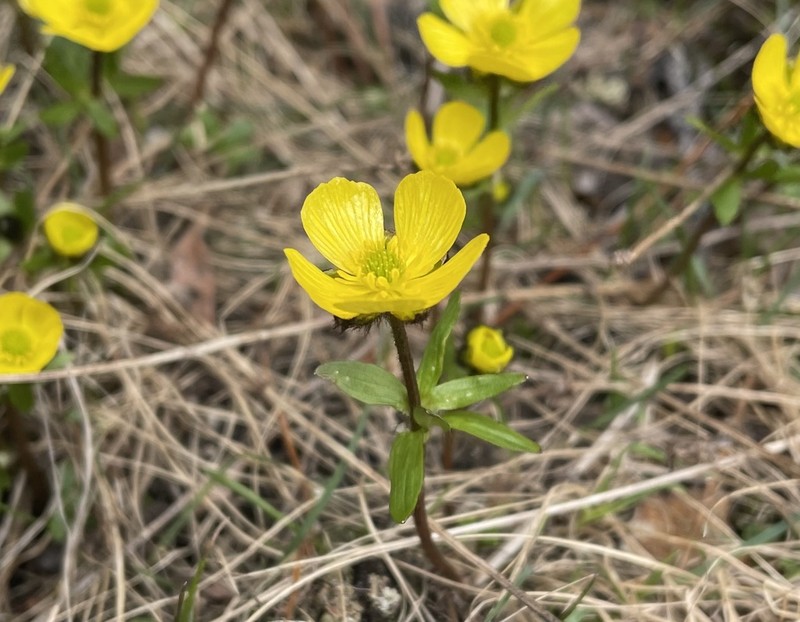 Snow Buttercup photo 2
