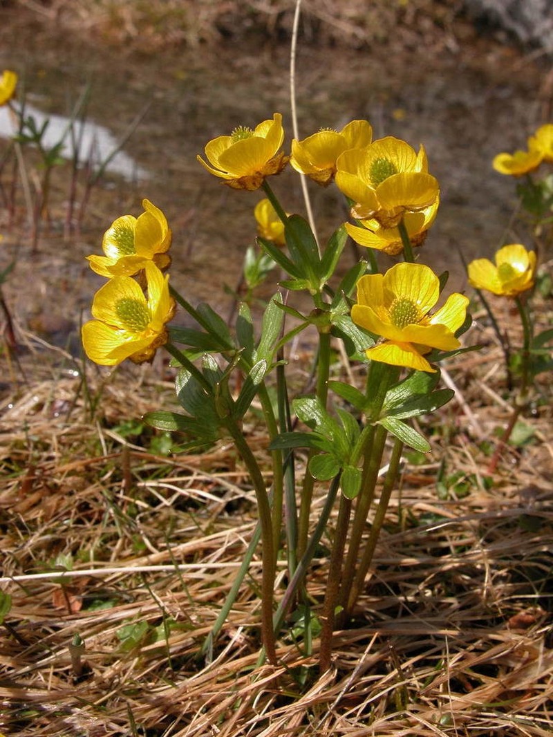 Snow Buttercup photo 3