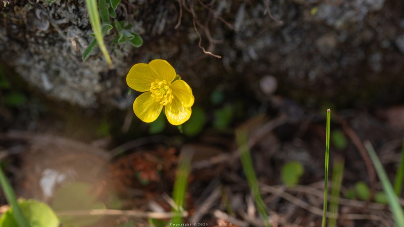 Snow Buttercup photo 4