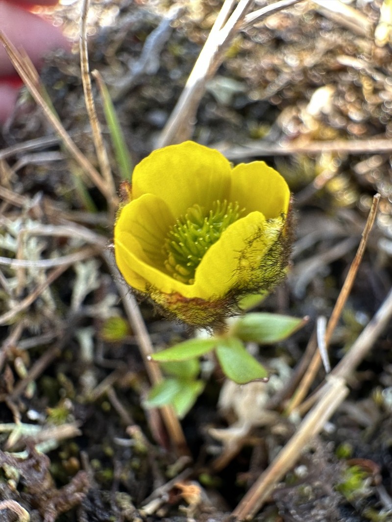Snow Buttercup photo 5