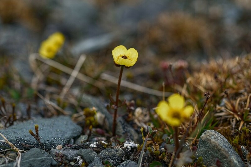 Snow Buttercup photo 6
