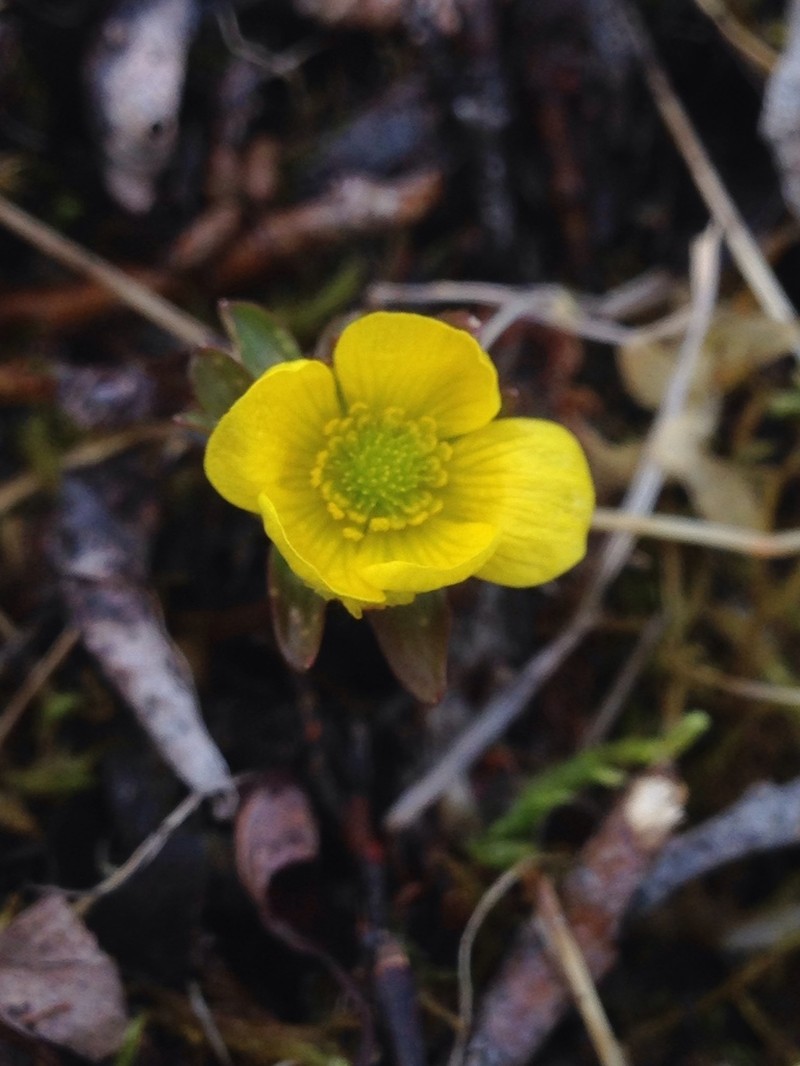 Snow Buttercup photo 7
