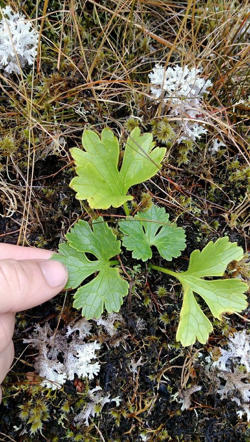 Ranunculus nivicola
