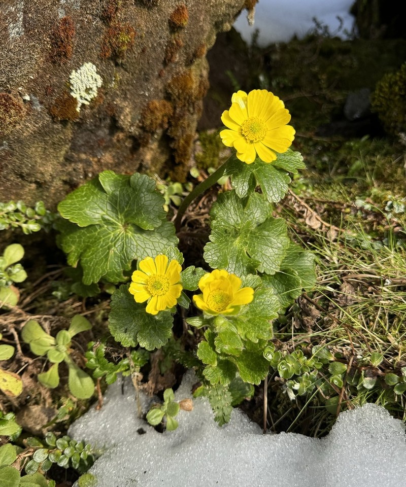 Ranunculus nivicola photo 2