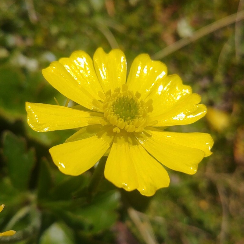Ranunculus nivicola photo 3