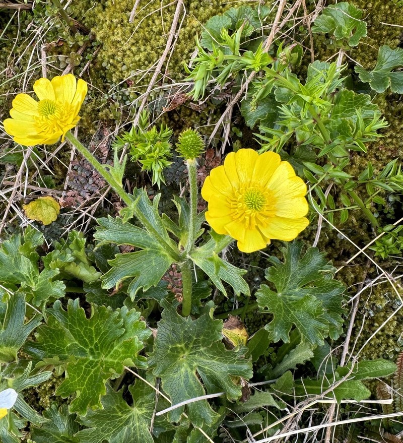 Ranunculus nivicola photo 4