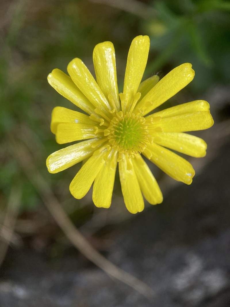 Ranunculus nivicola photo 5