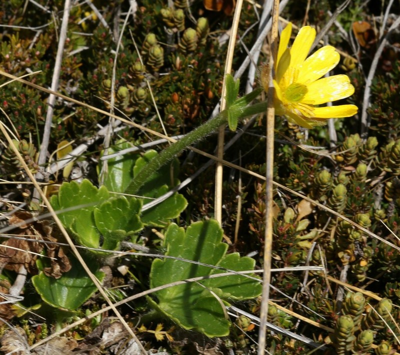 Ranunculus nivicola photo 6