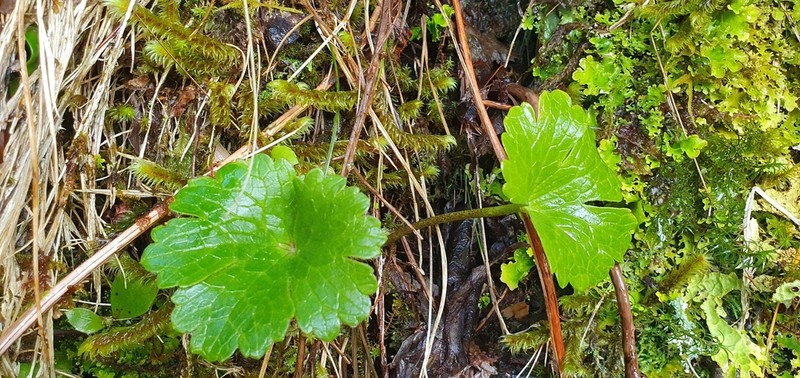 Ranunculus nivicola photo 7