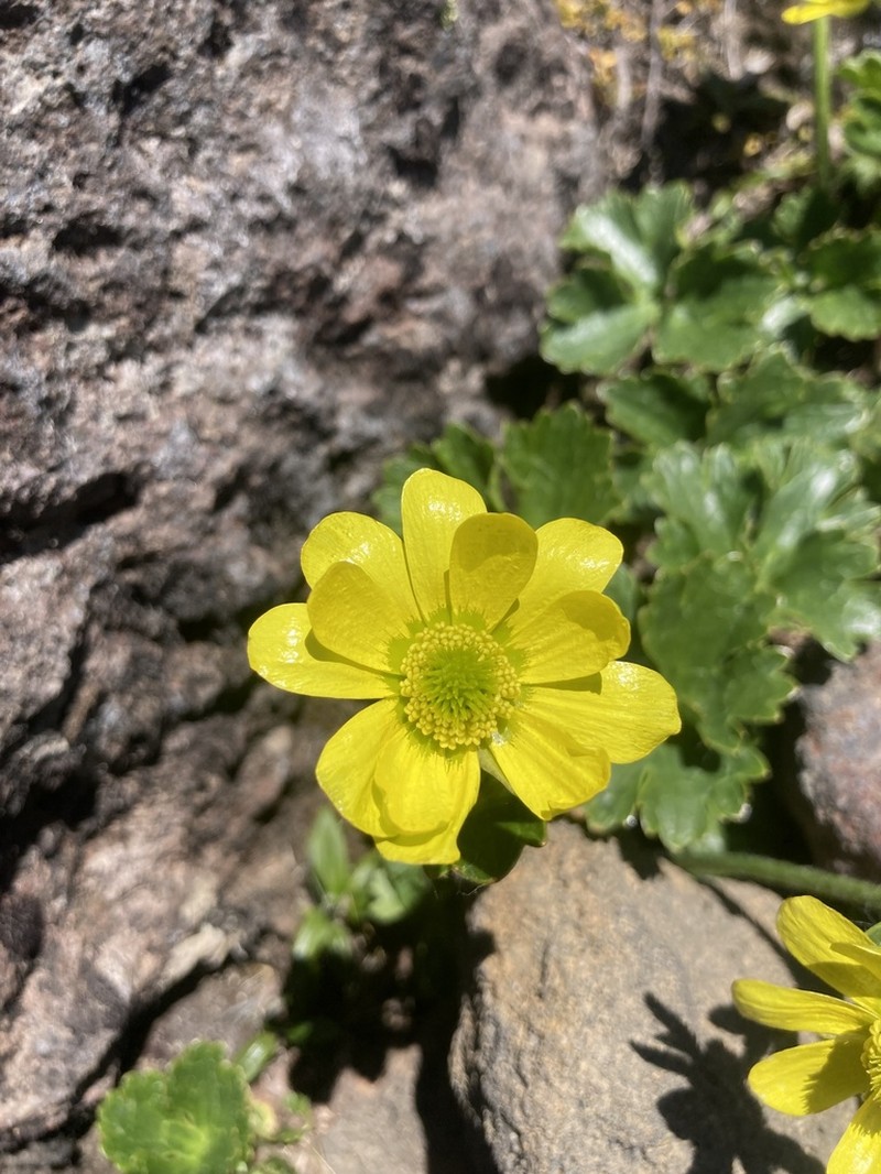 Ranunculus nivicola photo 8