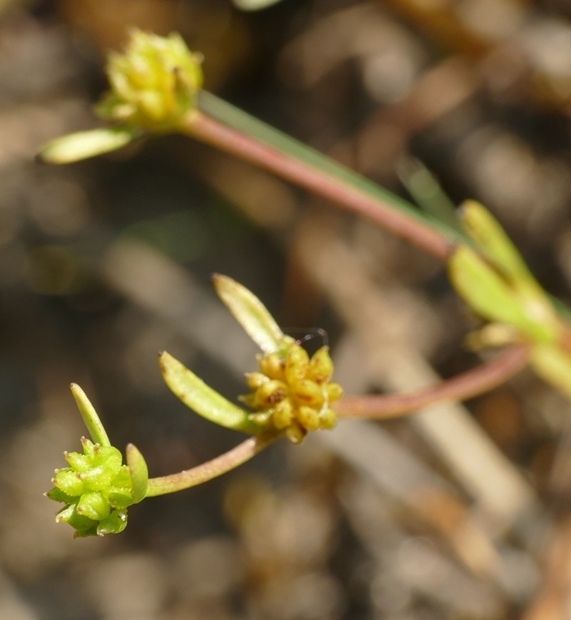 Ranunculus nodiflorus