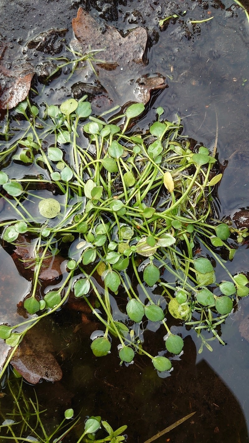 Ranunculus nodiflorus photo 2