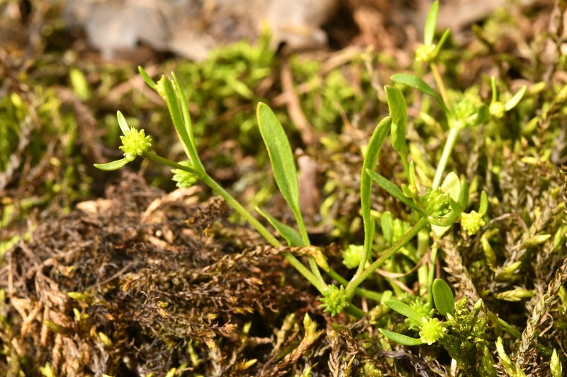 Ranunculus nodiflorus photo 3