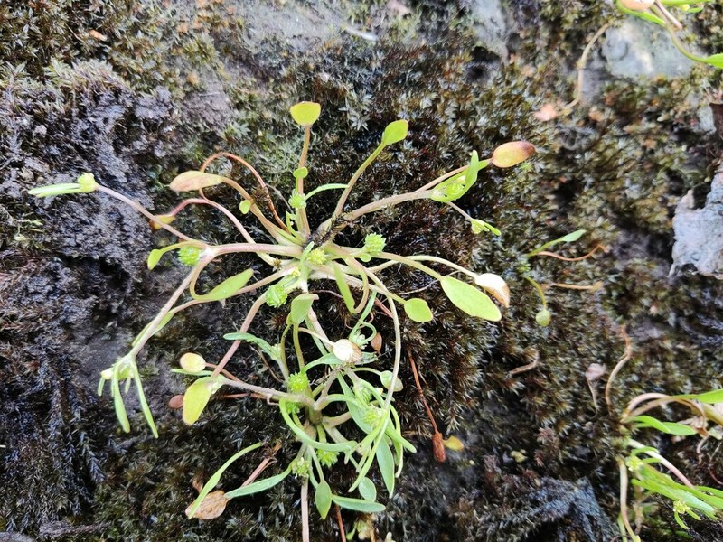Ranunculus nodiflorus photo 4