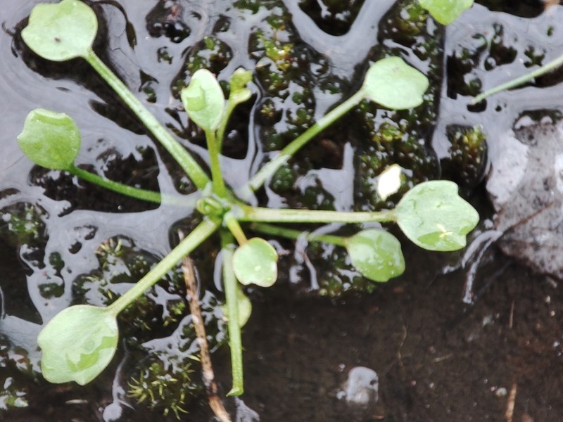 Ranunculus nodiflorus photo 5