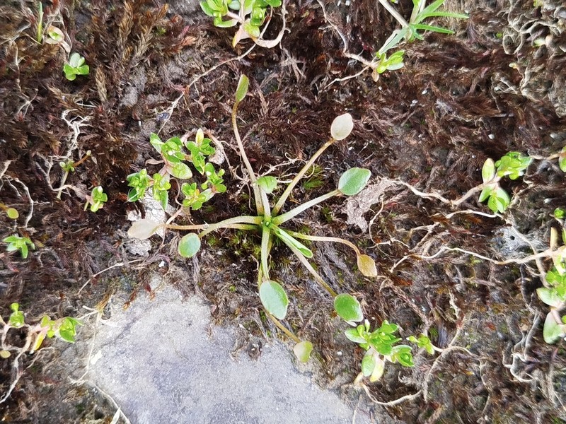 Ranunculus nodiflorus photo 6