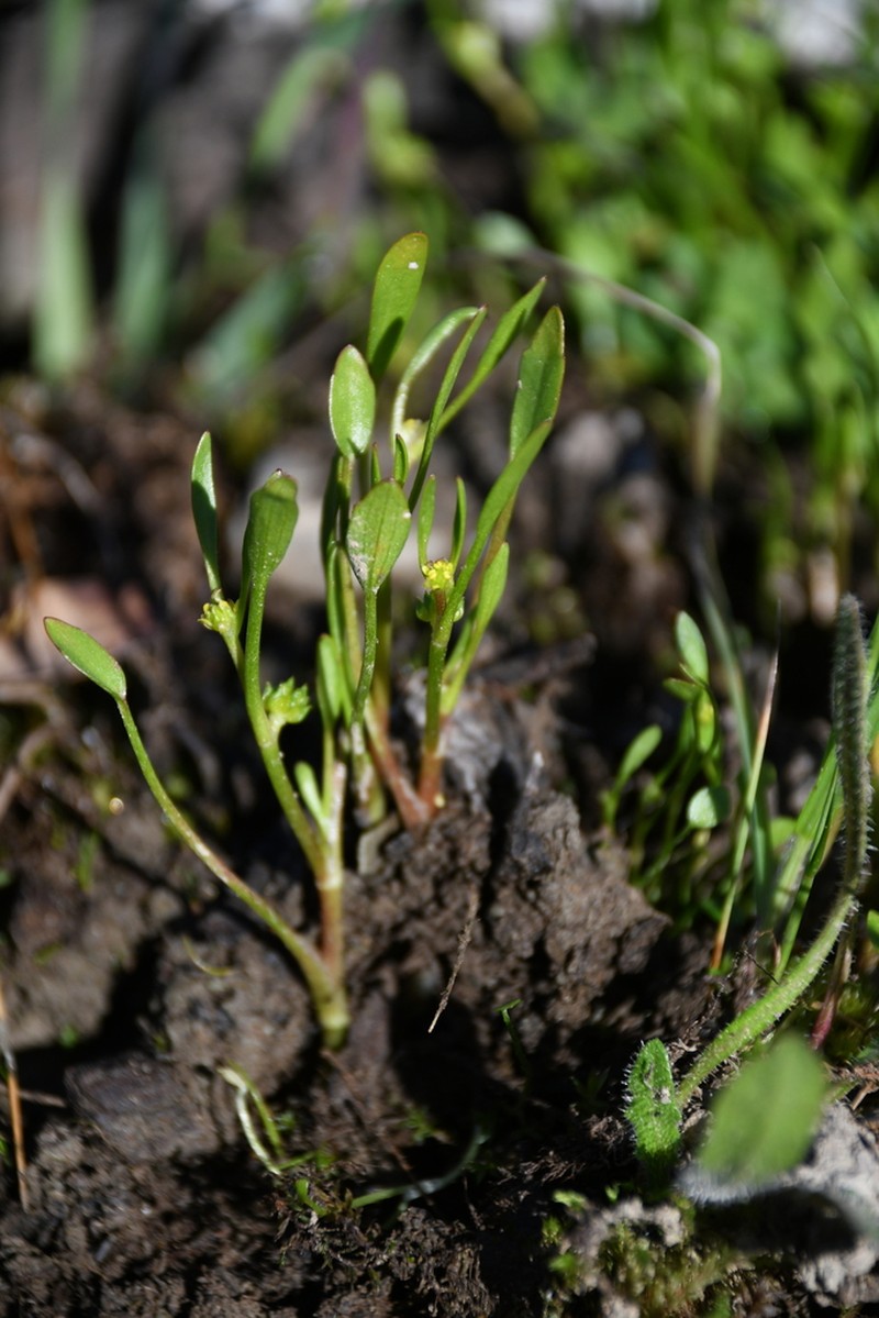 Ranunculus nodiflorus photo 7
