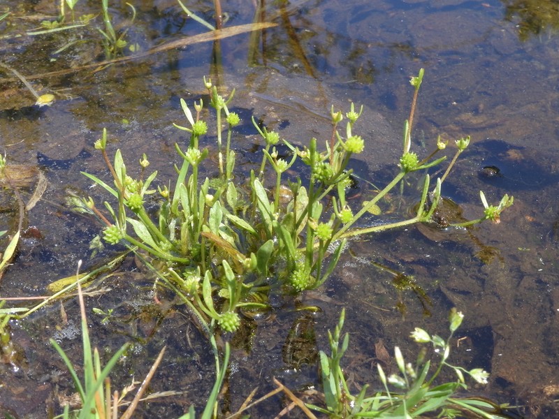Ranunculus nodiflorus photo 8