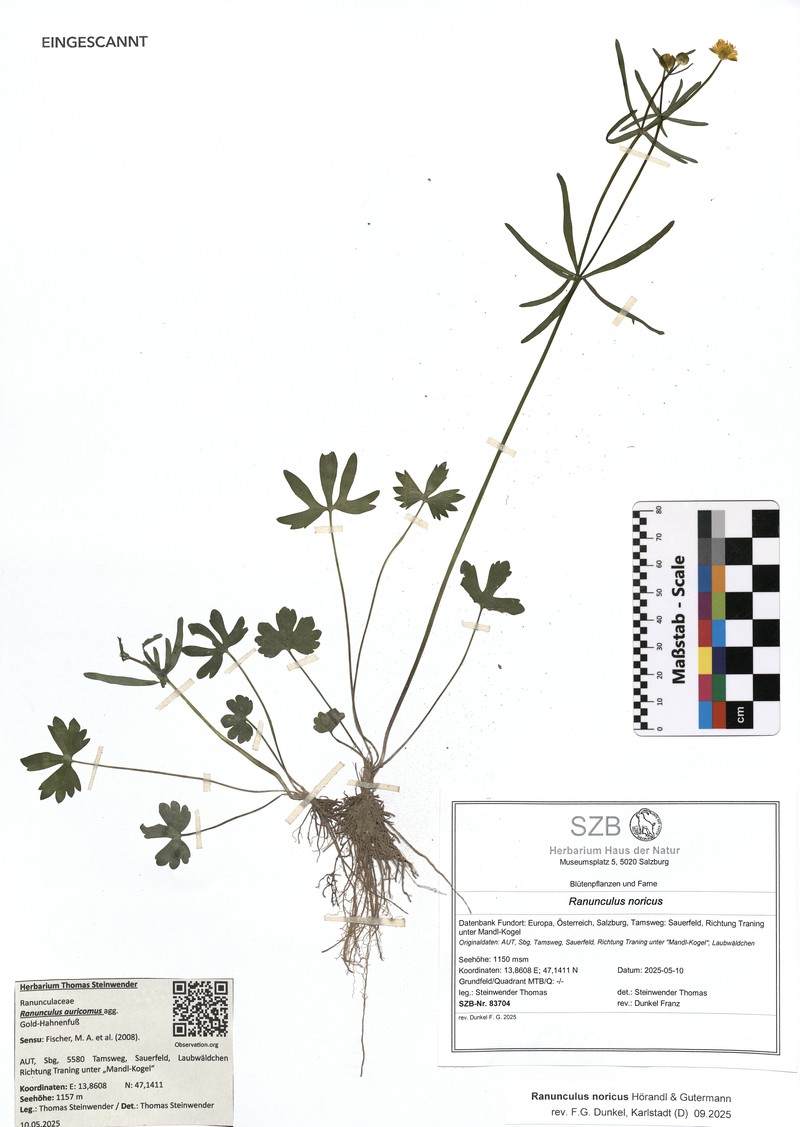 Ranunculus noricus