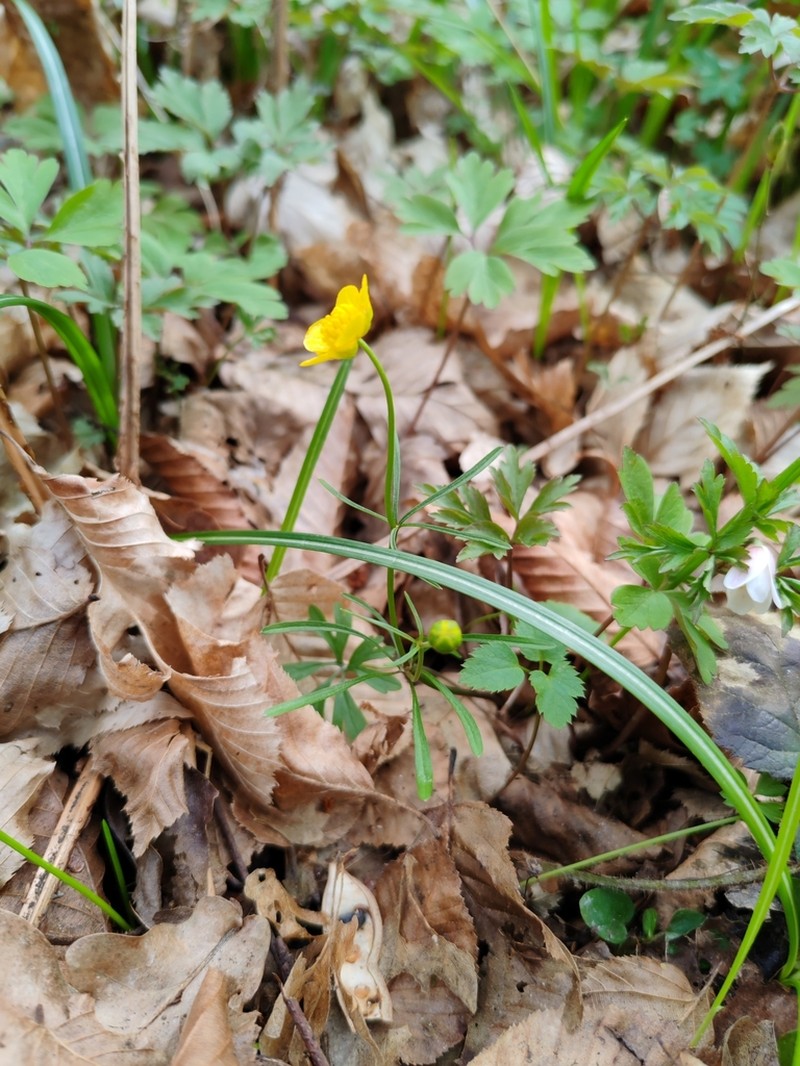 Ranunculus notabilis
