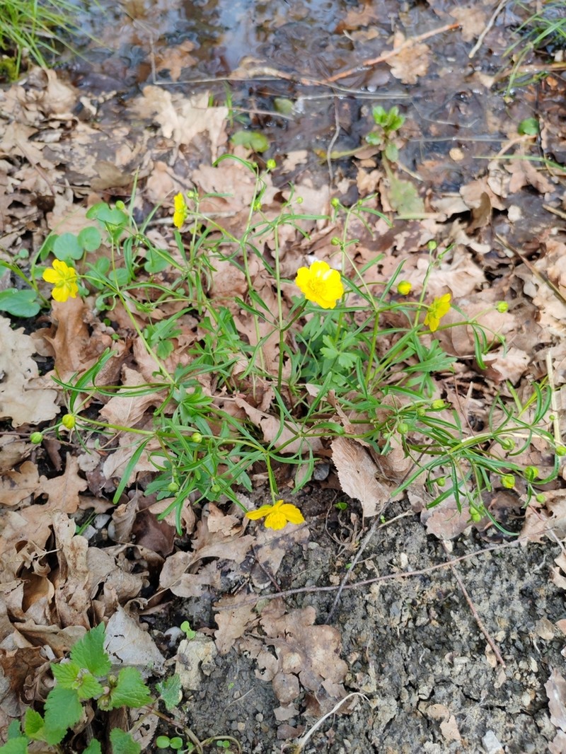 Ranunculus notabilis photo 2