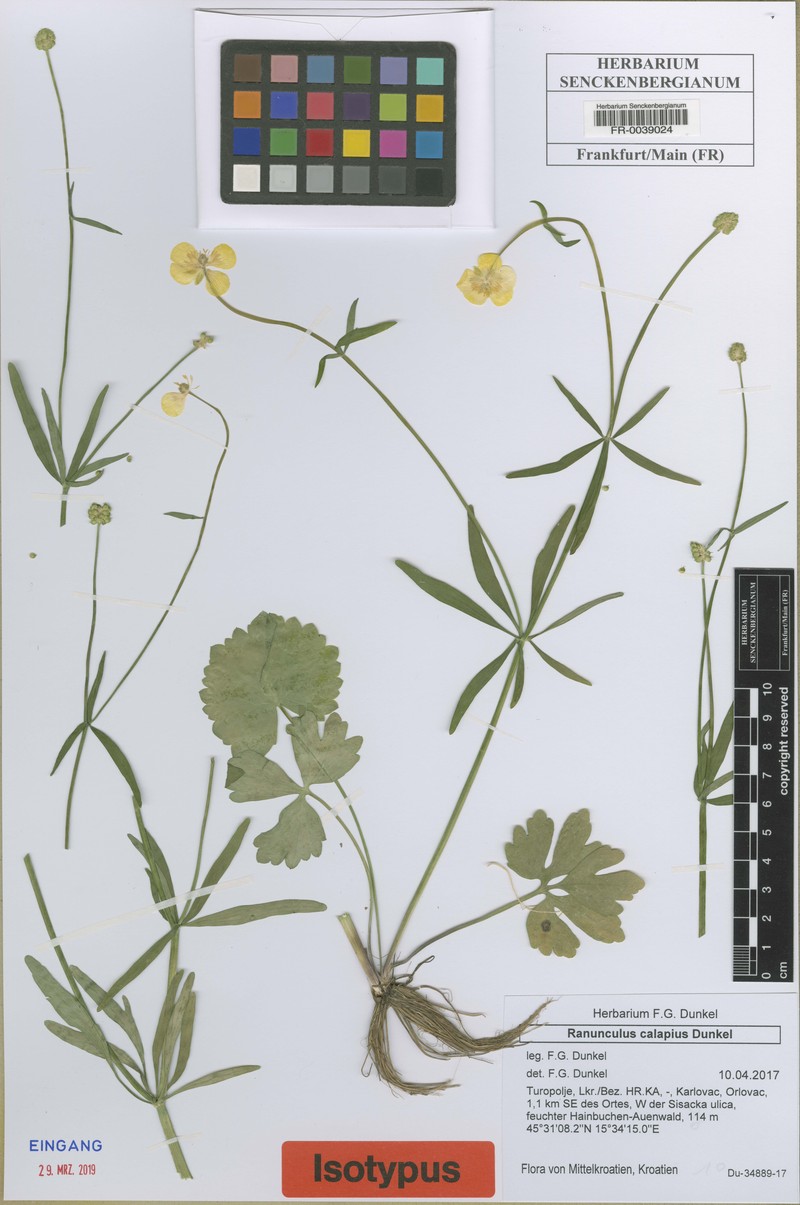Ranunculus notabilis photo 3