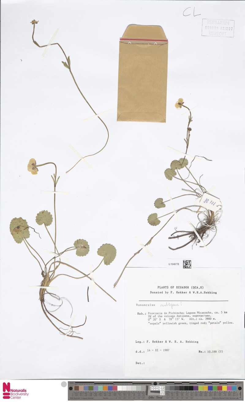 Ranunculus nubigenus