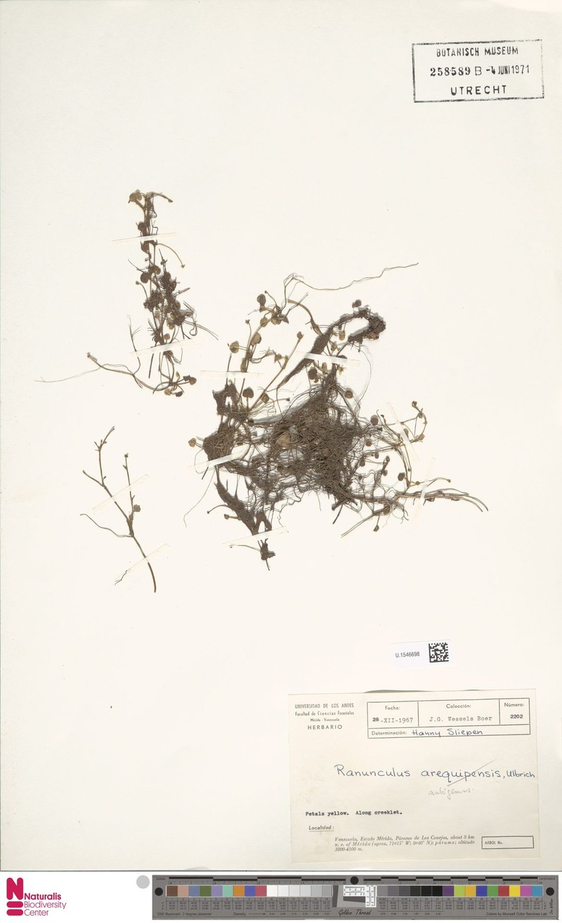 Ranunculus nubigenus photo 2