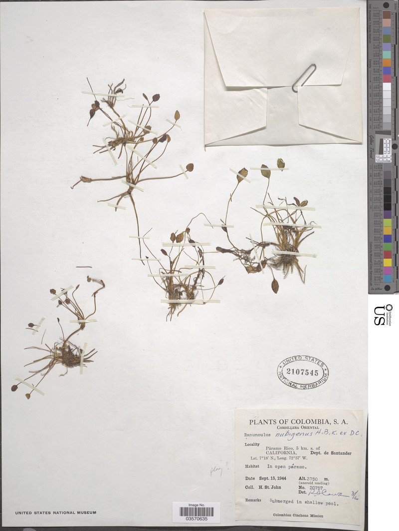 Ranunculus nubigenus photo 3