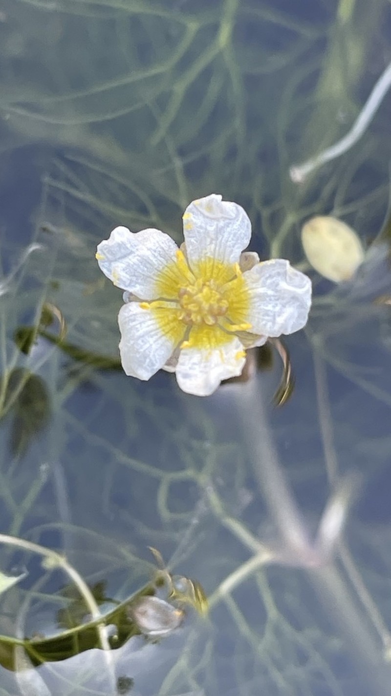 Ranunculus oblitus