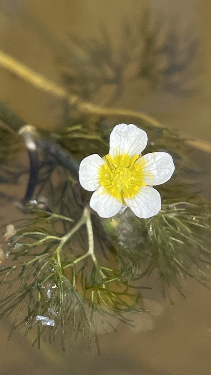 Ranunculus oblitus photo 3