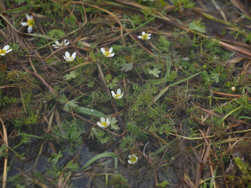 Ranunculus oblitus photo 4