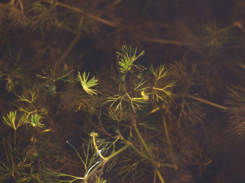 Ranunculus oblitus photo 6