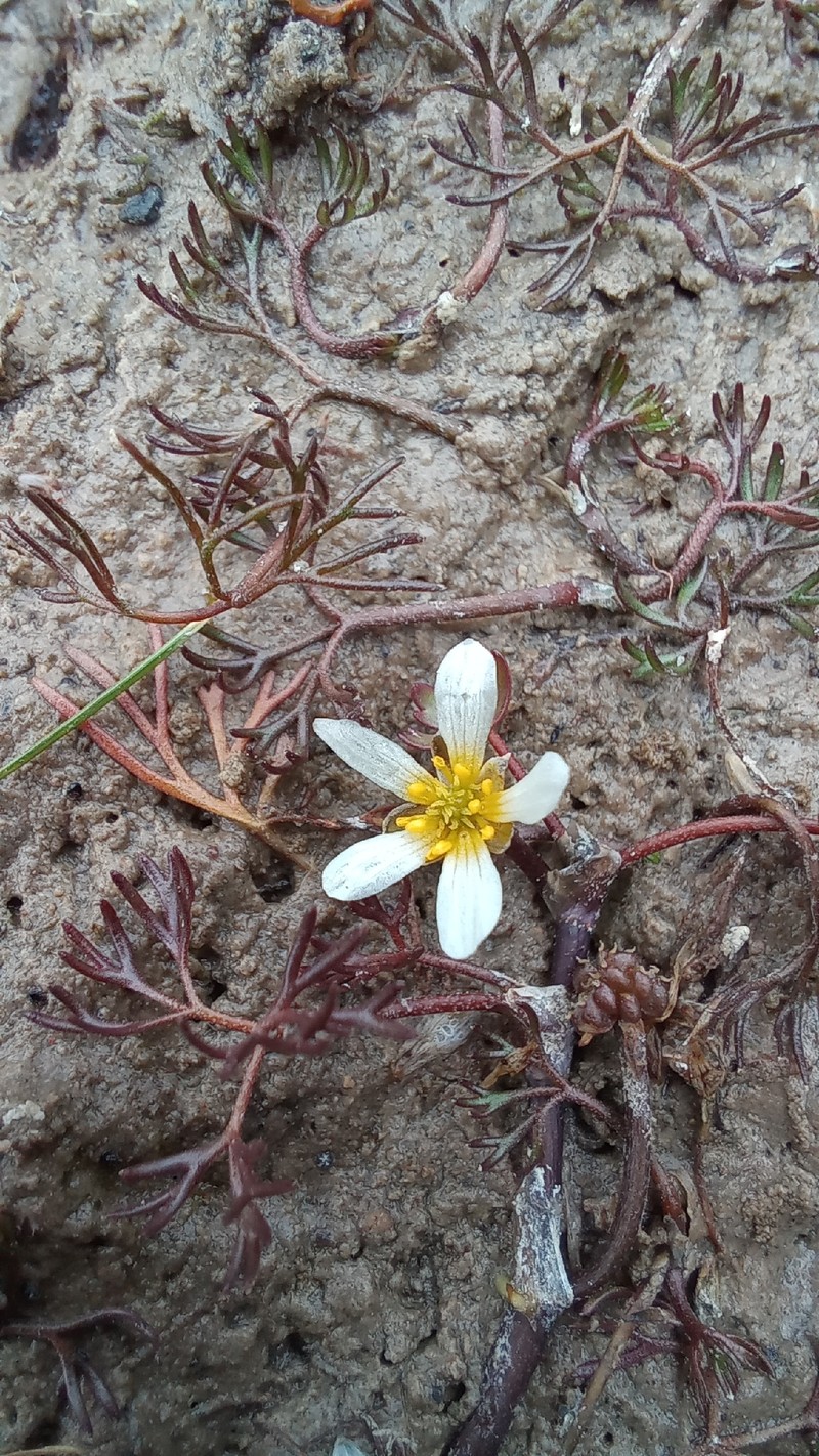 Ranunculus oblitus photo 7